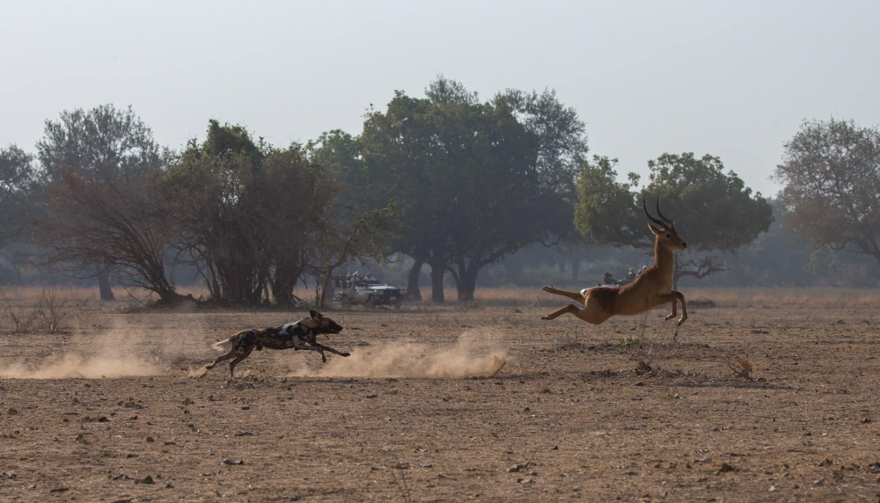 A wildlife scene with a running antelope and a dog in a dry, open landscape with trees and a vehicle in the background.