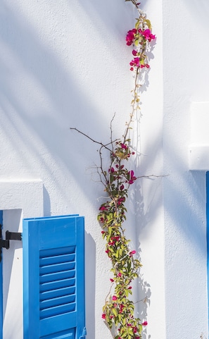 A white wall with a blue shutter and a climbing plant with pink flowers. - Kadia Traditional Residences (Santorini)
