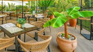 Een terras met tafels en stoelen, omgeven door potplanten en parasols.