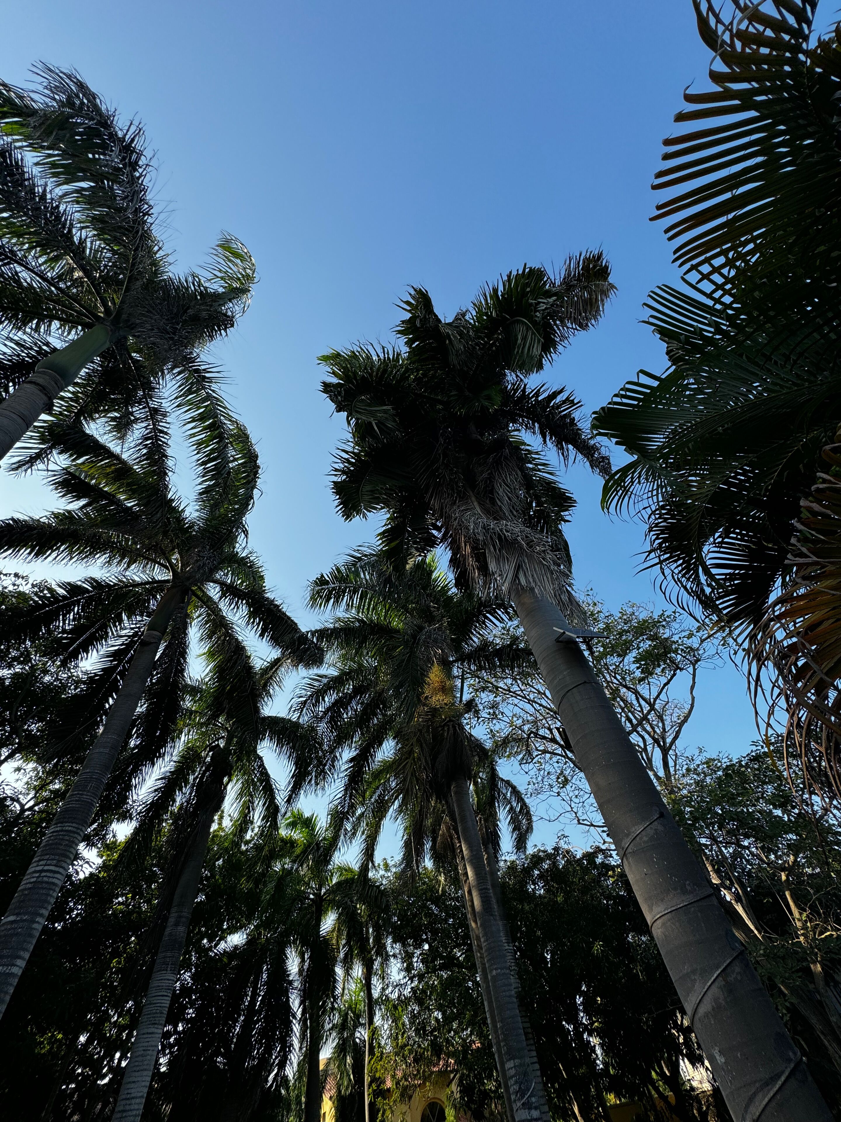 Altas palmeras contra un cielo azul despejado.