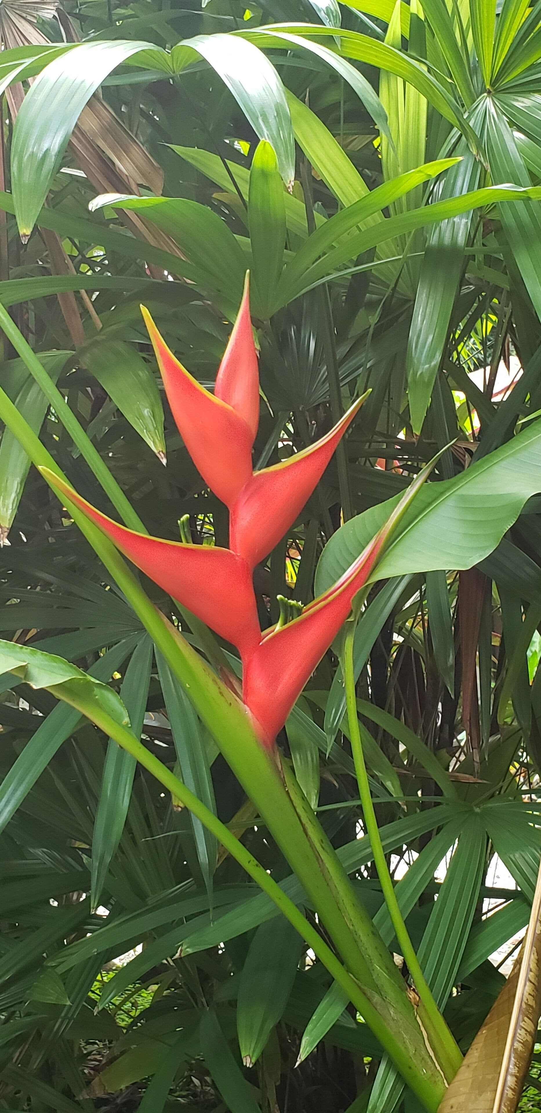 A close-up of a red and yellow bird of paradise flower amidst green foliage.