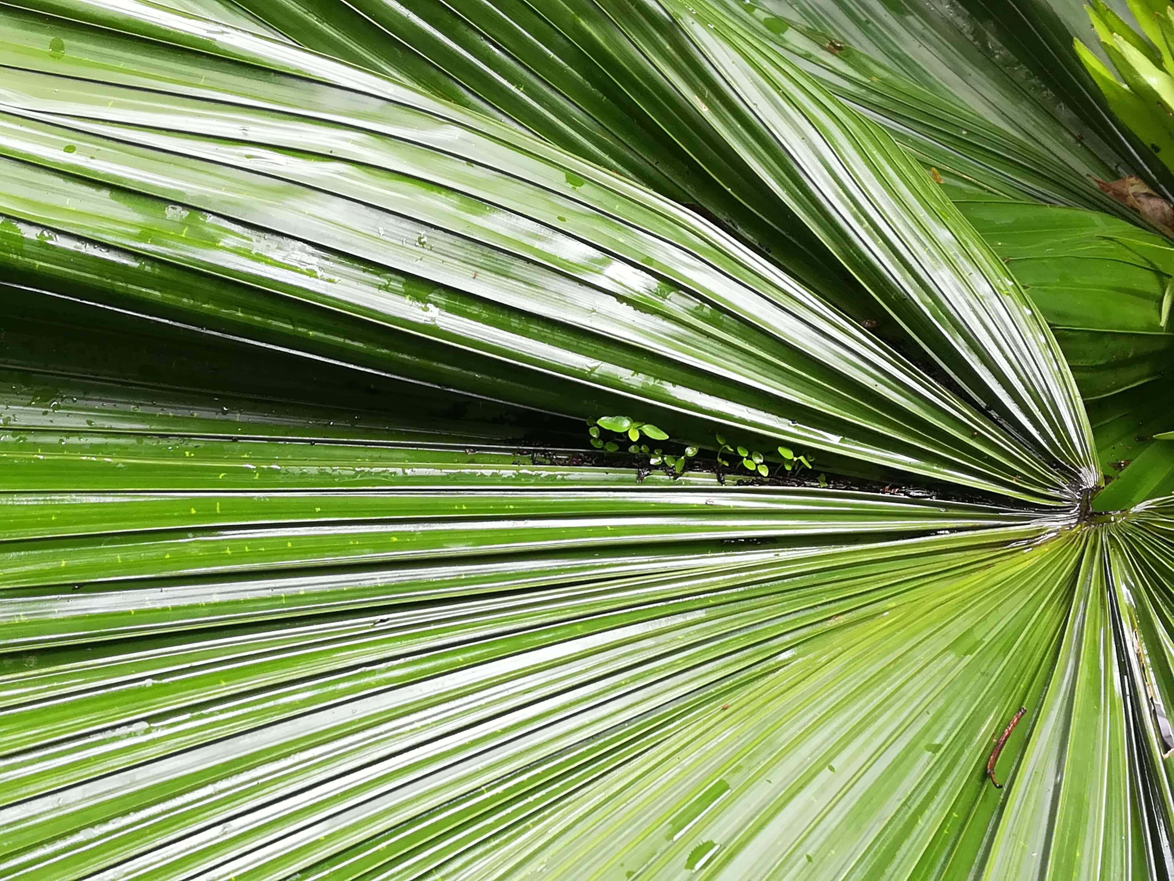 A close-up of a plant with long, green leaves radiating from a central point.