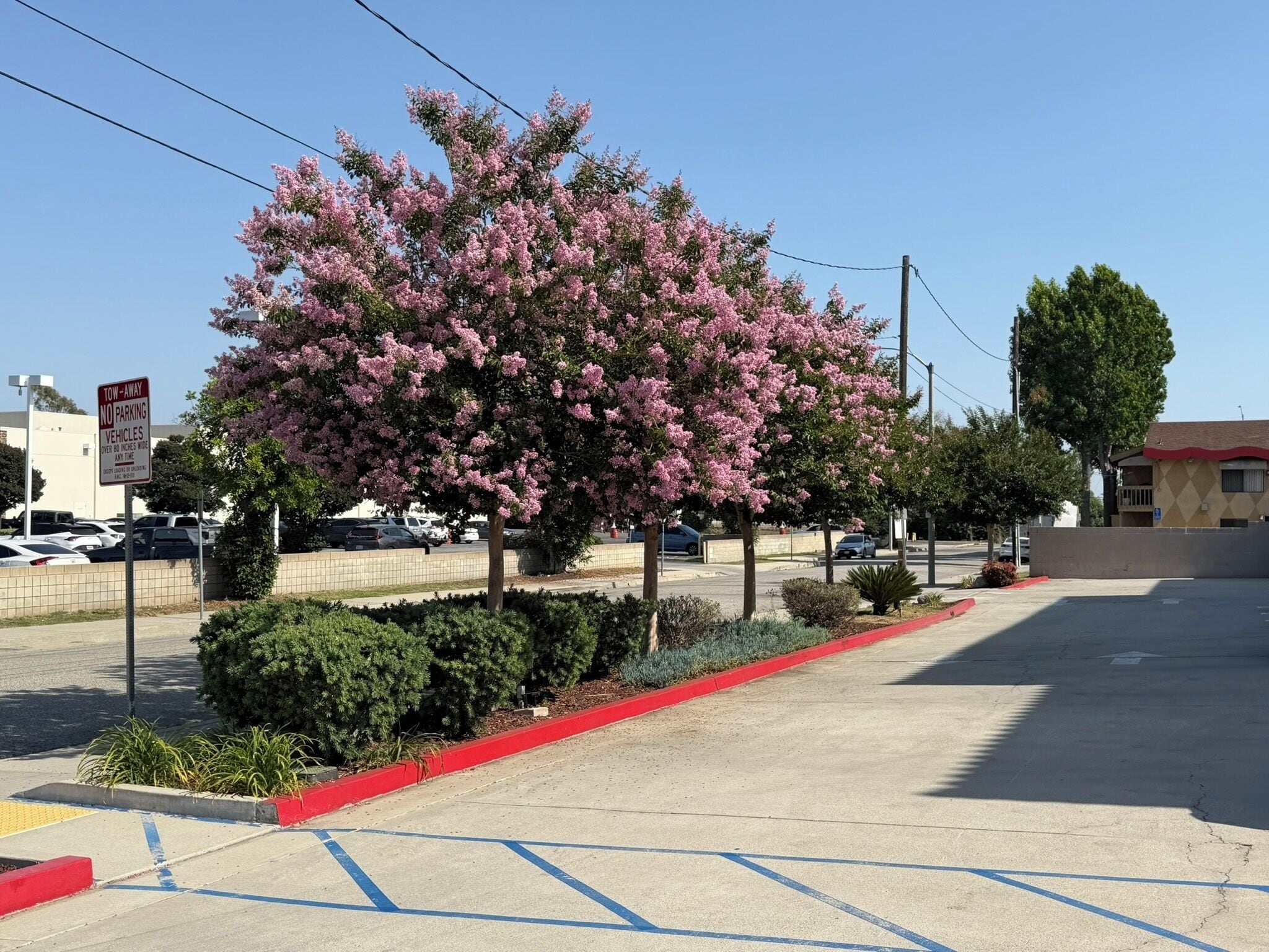 A parking lot with a tow-away sign, a tree with pink flowers, and a building in the background.