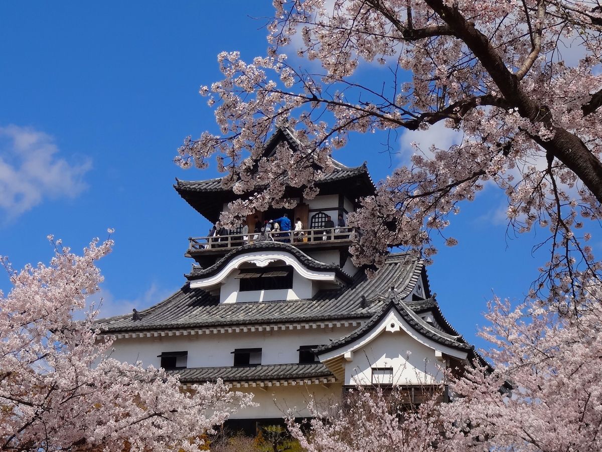 Perinteinen japanilainen rakennus, jossa on useita kerroksia kattorakenteessa, ja sen ympärillä on kirsikkapuumetsikkö.