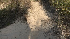 Ein sandiger Pfad, gesäumt von dichter Vegetation, der zu einem Strand führt.
