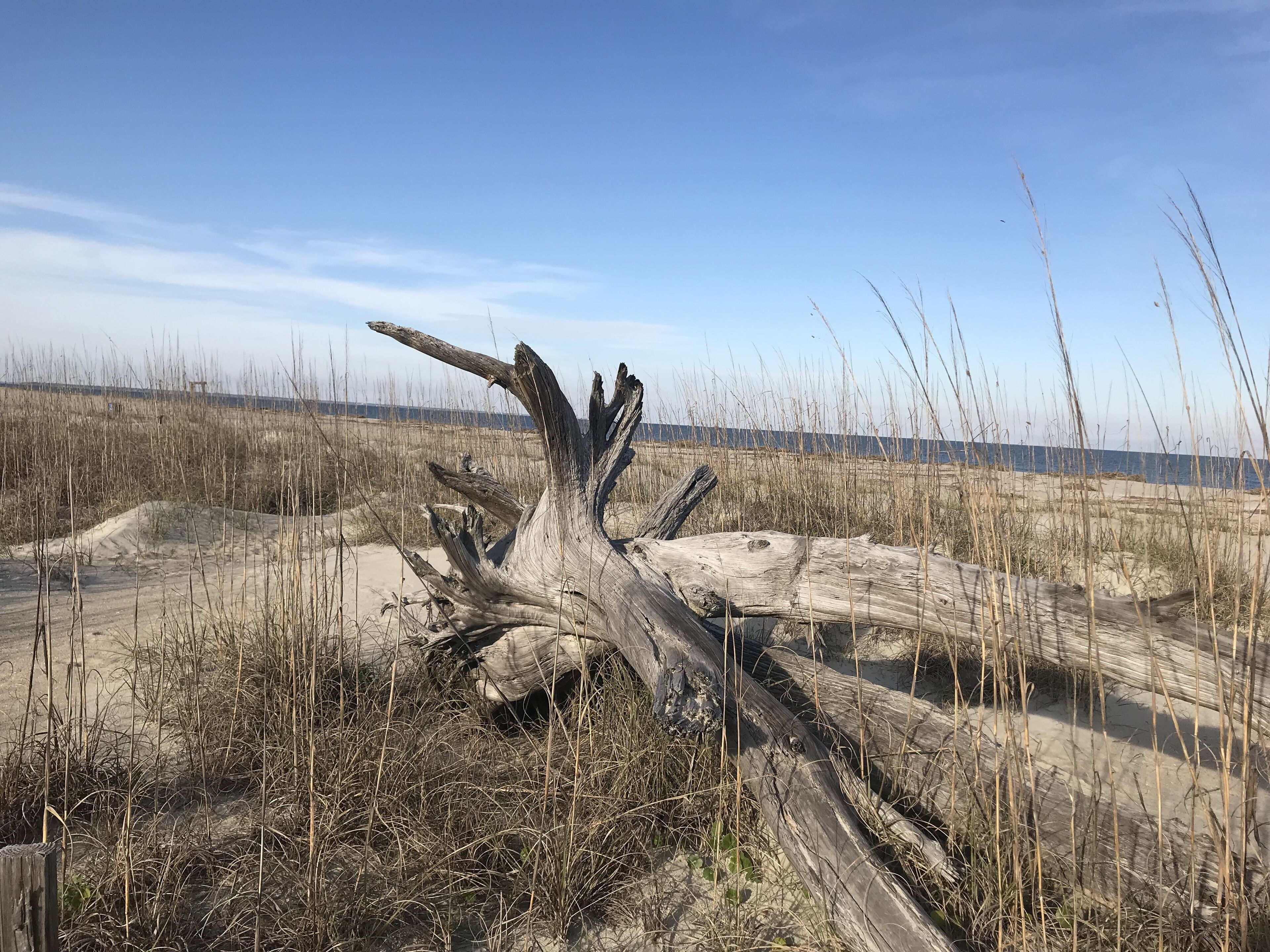 Un tronc d’arbre mort dans une zone sablonneuse où la végétation est clairsemée.