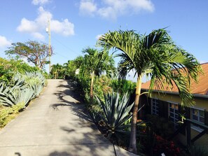A residential street with a concrete path, surrounded by various tropical plants and a house with a red roof.