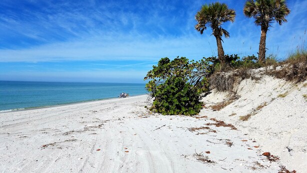 Ein sandiger Strand mit Palmen und wolkenlosem, blauem Himmel.