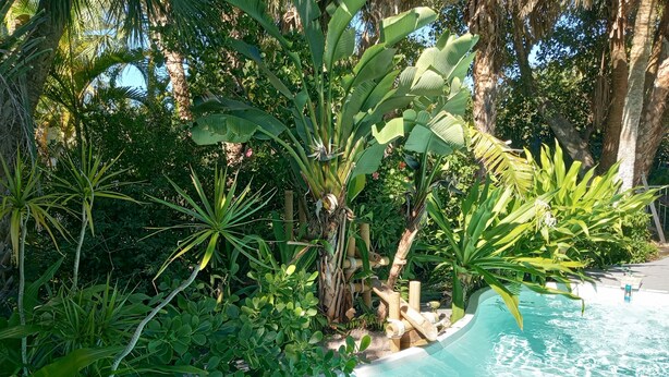 A pool surrounded by lush tropical vegetation, including banana trees and various green plants. - Newly Renovated Island Pool Home
 (Captiva)