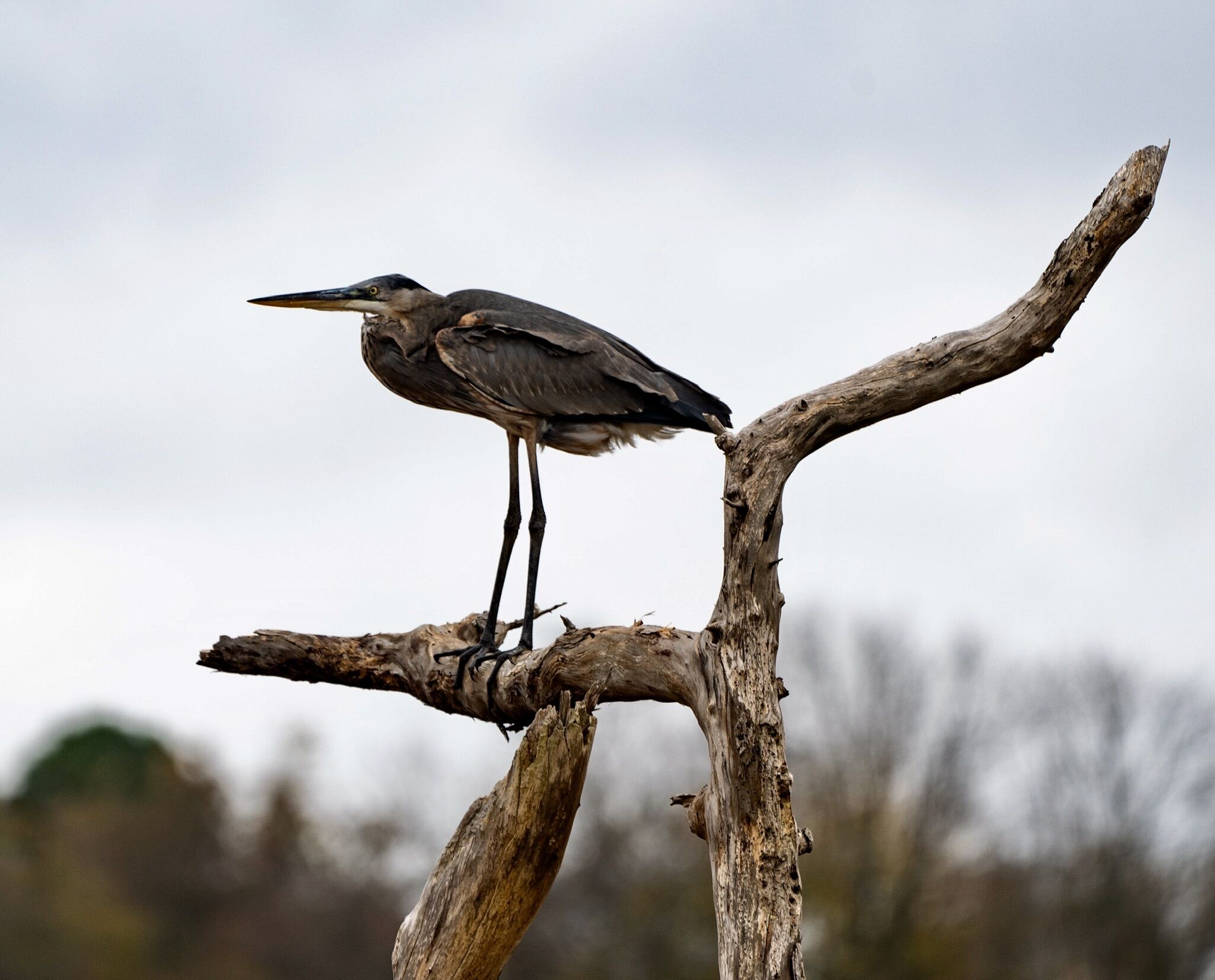 A bird perched on a bare tree branch.