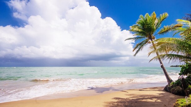 Una playa con agua turquesa cristalina, una orilla arenosa y una palmera.