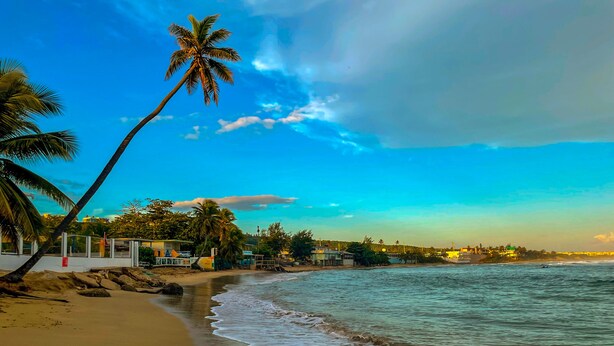 Una playa con una palmera, olas del océano y edificios al fondo.