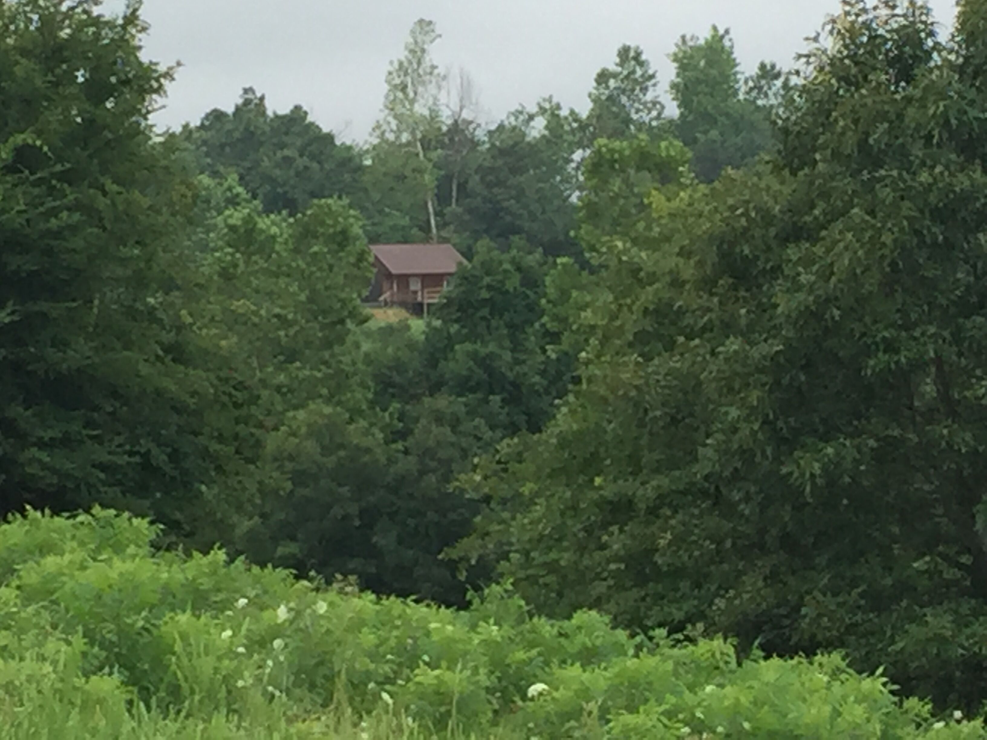 A house surrounded by dense green foliage.