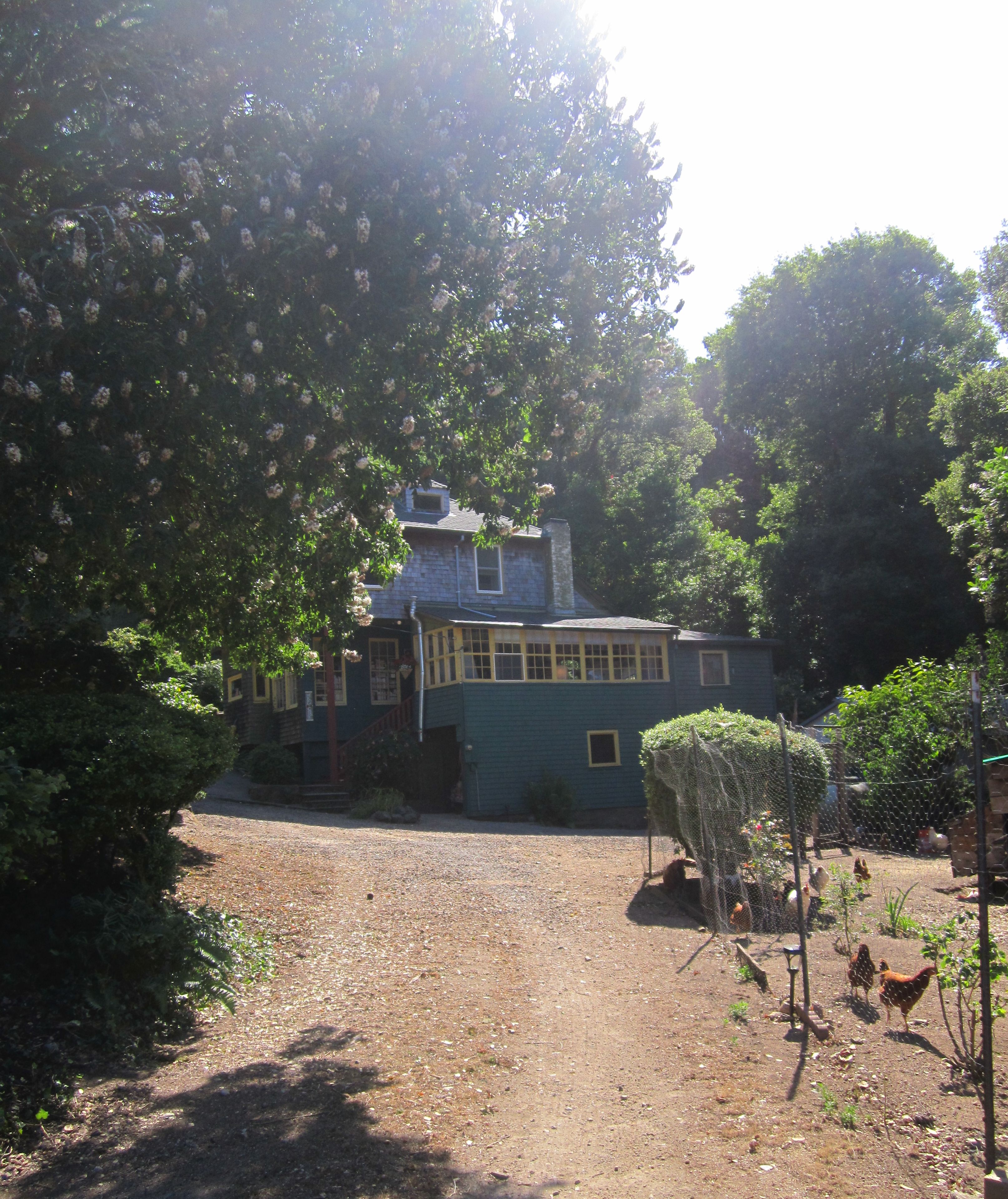 A rustic house with a gravel driveway, surrounded by trees and a chicken coop.