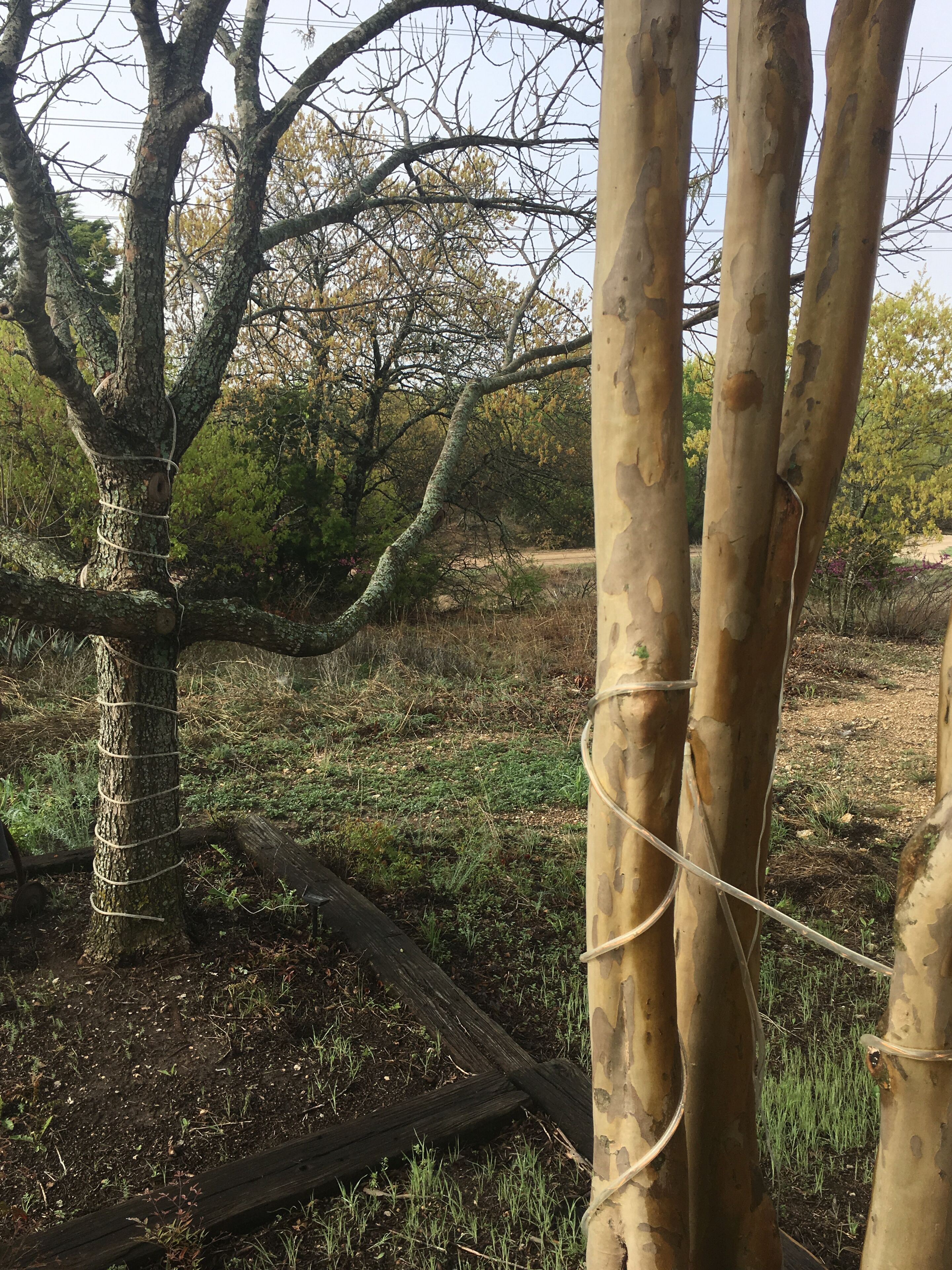 A tree with a rope tied around its trunk, surrounded by a grassy area with some trees and shrubs in the background.