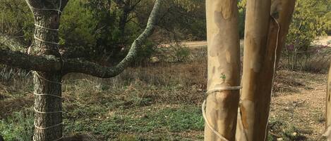 A tree with a rope tied around its trunk, surrounded by a grassy area with some trees and shrubs in the background.