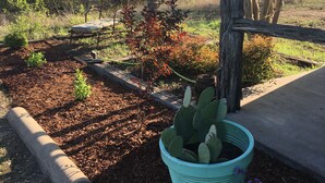 Un jardín con una planta de cactus en una maceta azul, rodeado de mantillo y plantas pequeñas.