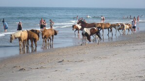 A beach with horses and people.