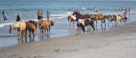 Plage à proximité