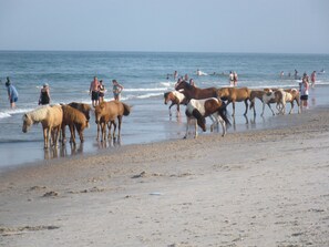 Beach nearby - Gorgeous Home Bayside@OC Resort-Pools,Kayak dock, 5min to beach, boardwalk, Golf (Berlin)
