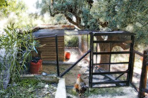Un gallinero con puerta de malla de alambre, rodeado de vegetación y una estructura de madera.