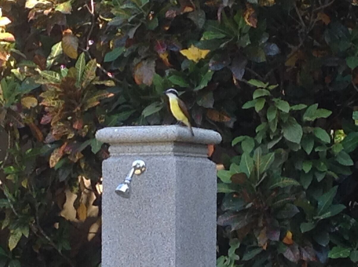 Un oiseau était perché sur une structure en pierre à laquelle était fixé un dispositif métallique.