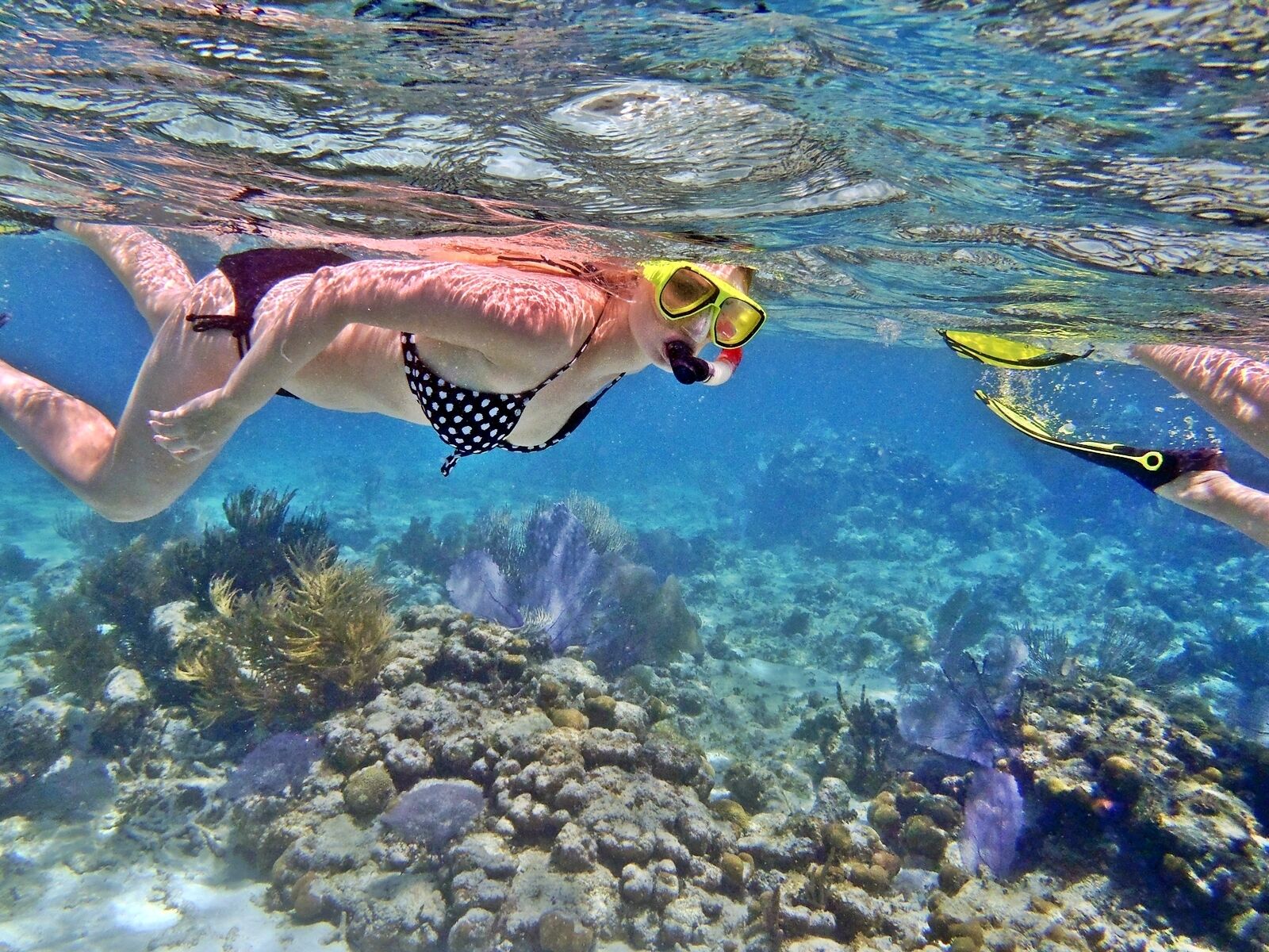 An underwater scene with a person snorkeling, surrounded by coral and marine life.