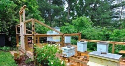 Makea hytti metsässä, 10 min Ashvliin. Viihtyisä Artist Retreat w Lovely Garden