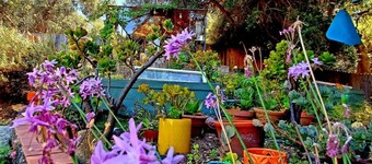 Craftsman Gem Sparkling Between Mountain & Ocean