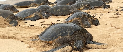 A beach with numerous sea turtles resting on the sand.