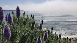 Une vue côtière avec des fleurs violettes au premier plan et une plage avec des surfeurs à l’arrière-plan.