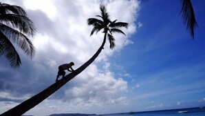 Escena de playa con una palmera, una persona escalándola y el océano al fondo.