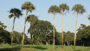 A golf course with tall palm trees and a calm pond.