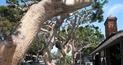 Life's a Beach in Carlsbad Village!