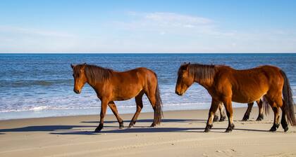 Chill Surf Bungalow OBX (Hammock + Surfboards)