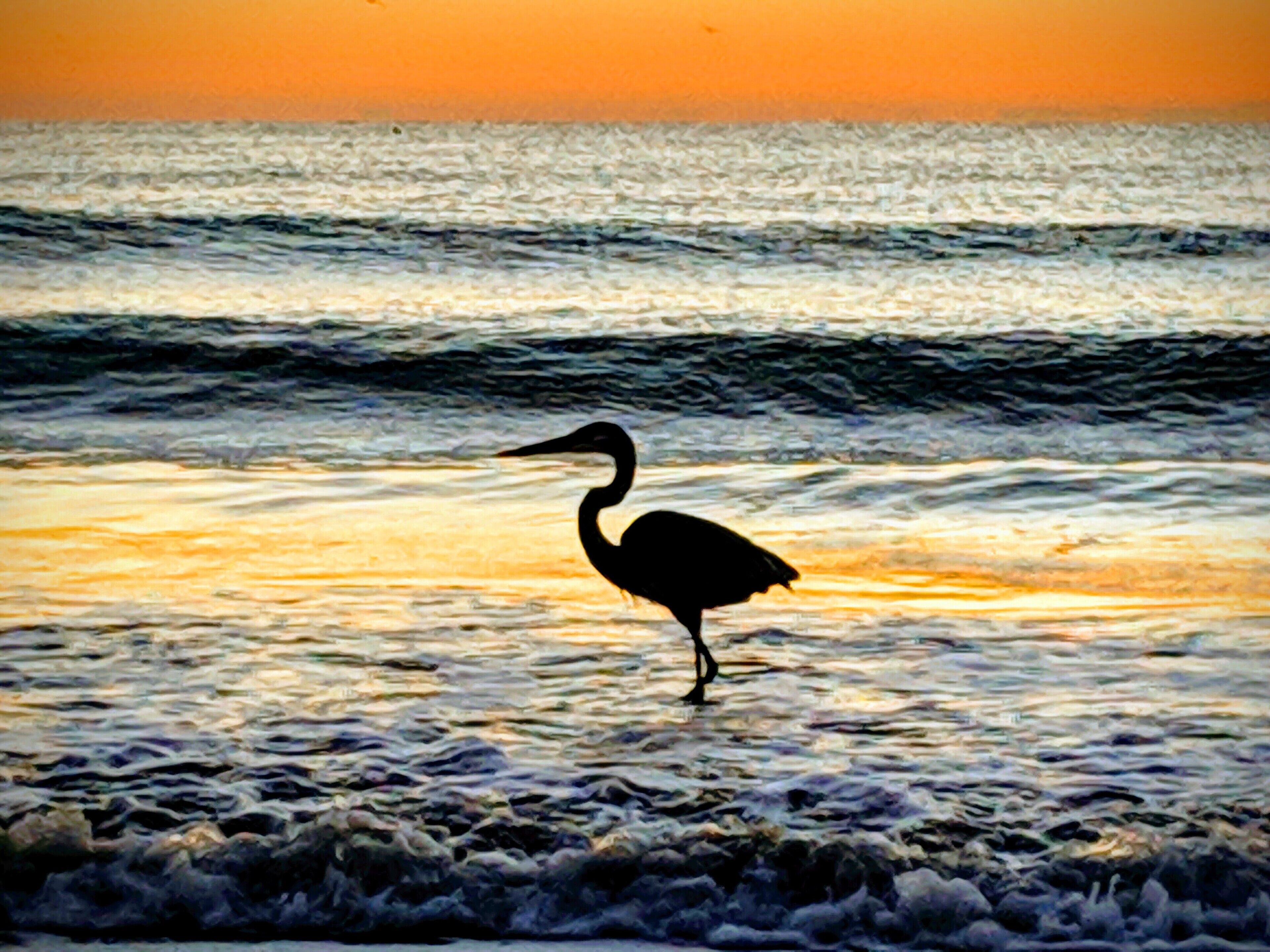 A silhouette of a bird standing in shallow water with waves.