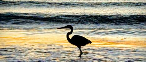 A silhouette of a bird standing in shallow water with waves.