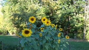 Un giardino con girasoli e una recinzione in legno.