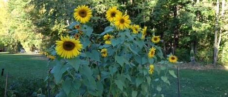 A garden with sunflowers and a wooden fence.