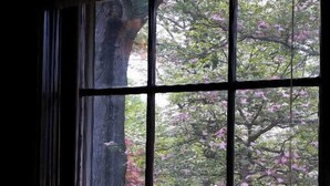 Ein Fenster mit Blick auf eine von Bäumen gesäumte Straße und einen parkenden Wagen.