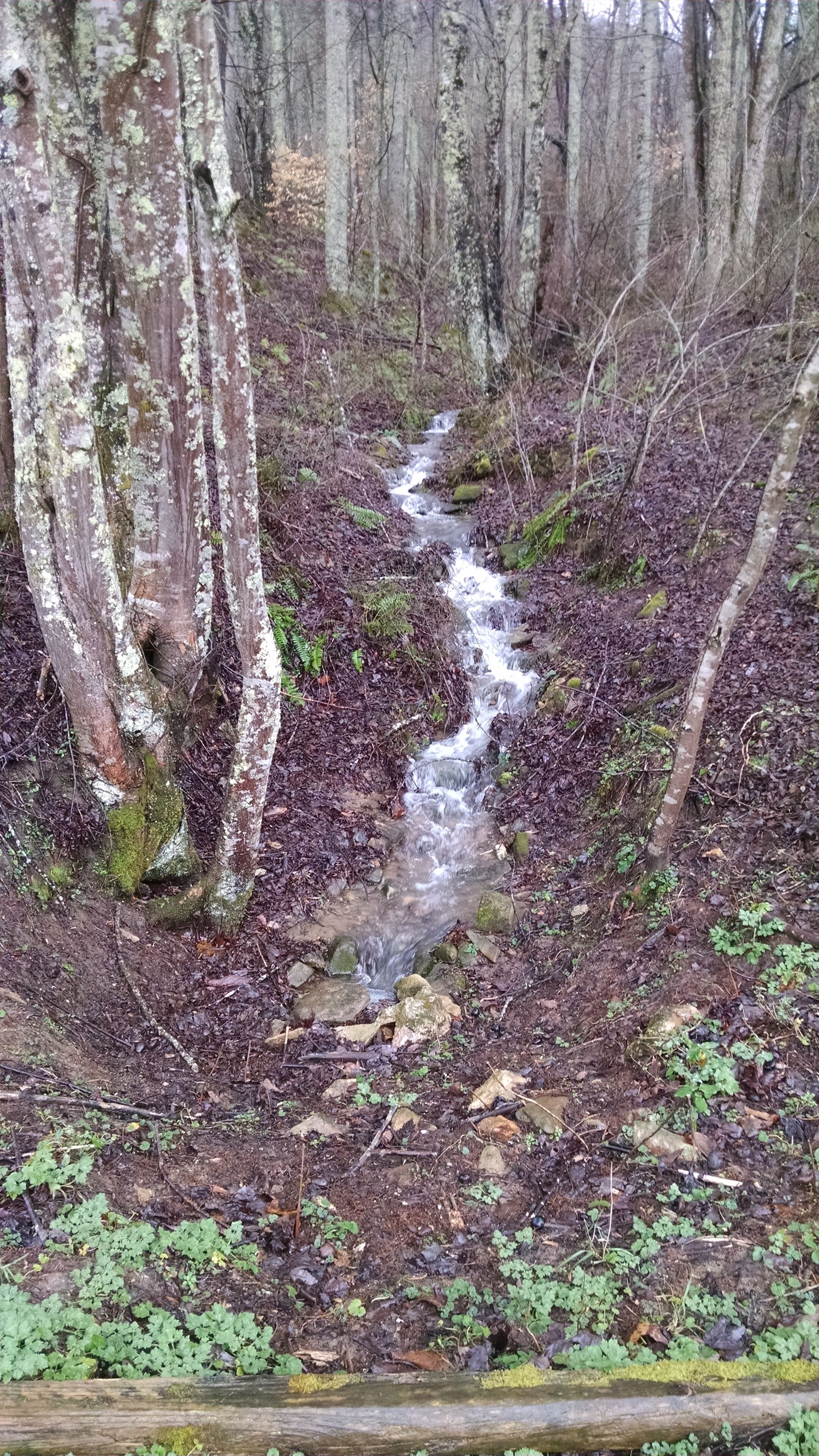 A forest stream with trees and ferns.