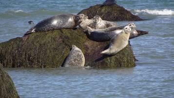 Sun loungers, beach towels