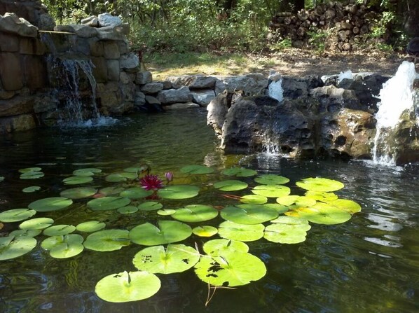 A pond with lily pads and a small waterfall.
