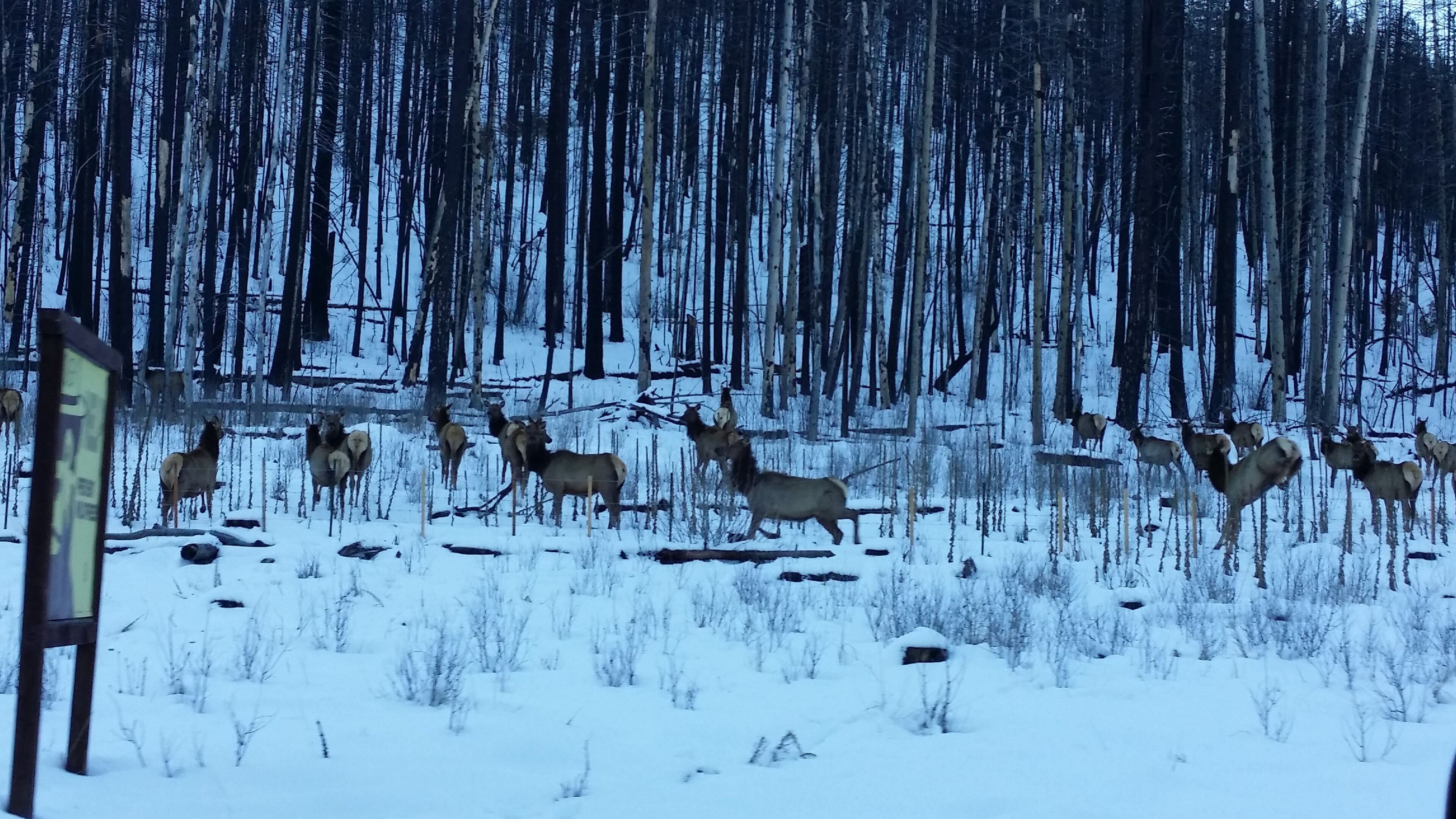 A snowy forest with elk grazing.
