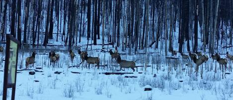 A snowy forest with elk grazing.
