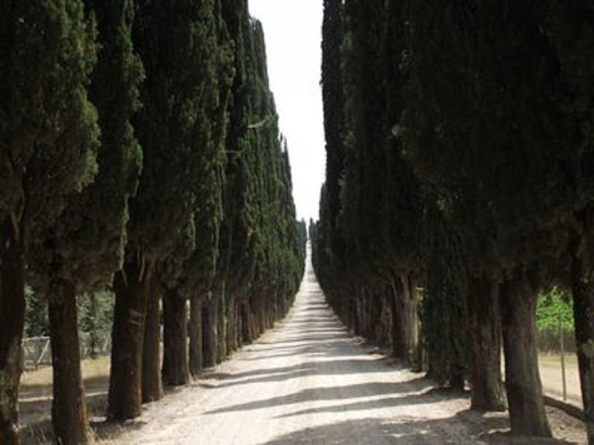 A pathway flanked by tall, narrow trees leading into the distance.