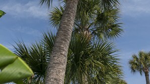 A tall palm tree with a broad green leaf in the foreground, set against a clear blue sky. - Upstairs so Sunny and Bright 2 Blocks to the Beach (Folly Beach)