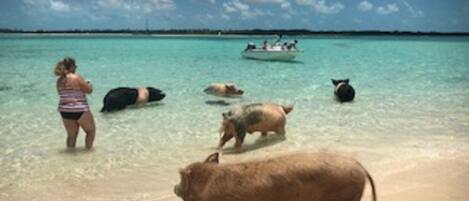 A beach scene with clear turquoise water, a boat with people in the distance, and several pigs on the shore.