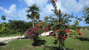 A garden with various flowering plants and a palm tree. - EXCLUSIVE PROPERTY BEACHFRONT CONDO 3bed/3Bath DIRECTLY on beautiful HOOPERS BAY (Georgetown)