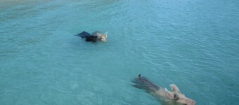 DIRECTLY on HOOPERS BAY BEACHFRONT 2 BED/2 BATH  APT  with STARLINK fast WIFI